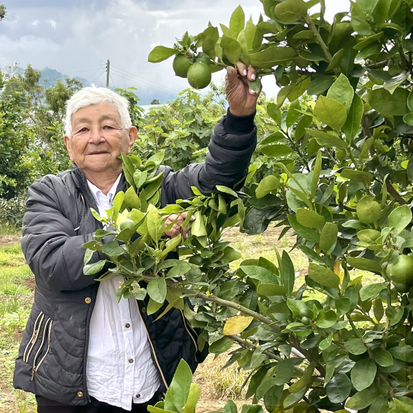 Agricultura regenerativa